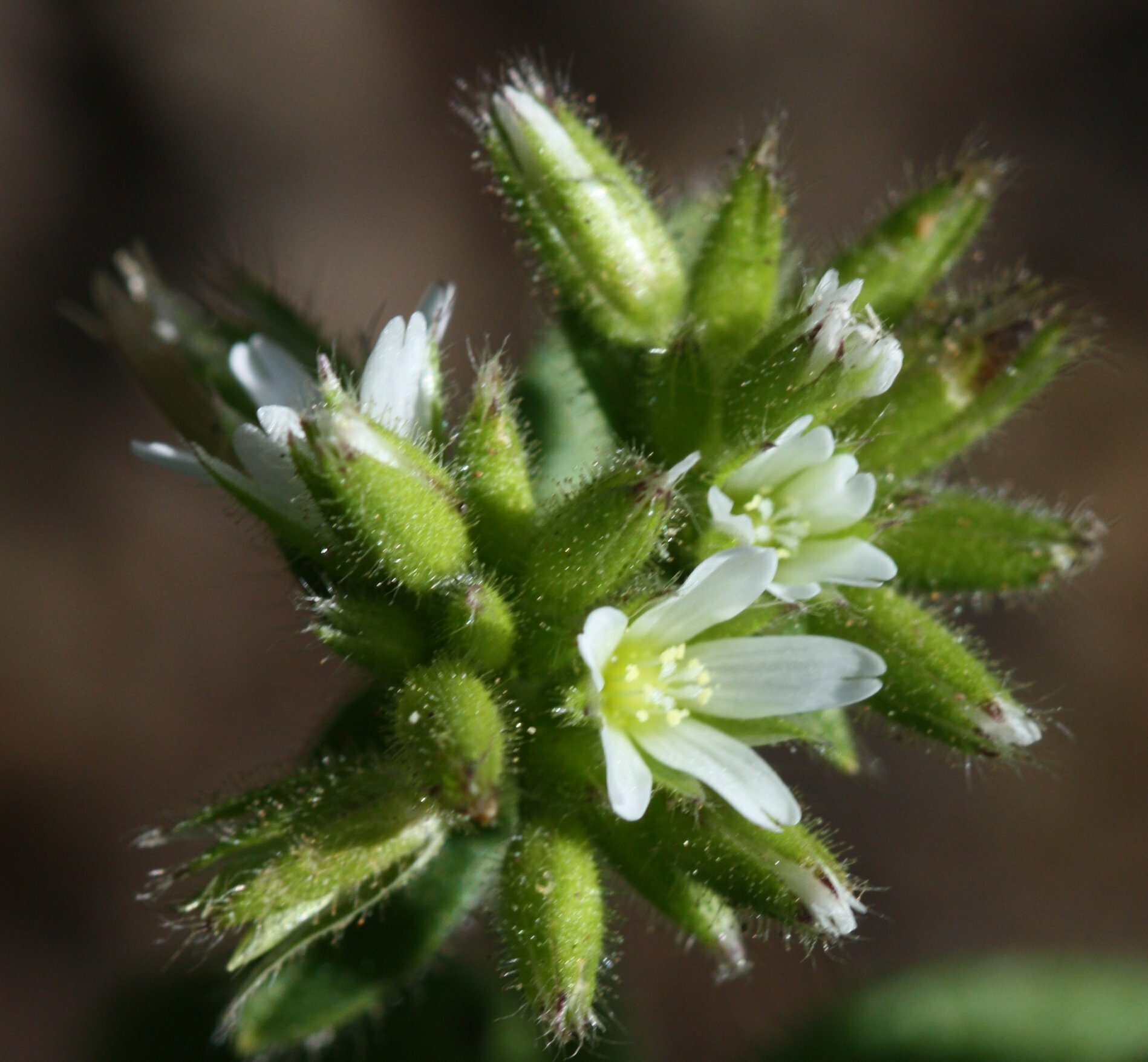 High Resolution Angiospermae(Dv) sp099 Flower